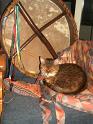 Flop en Spook  Sjamaan katten  _06-05-28_13